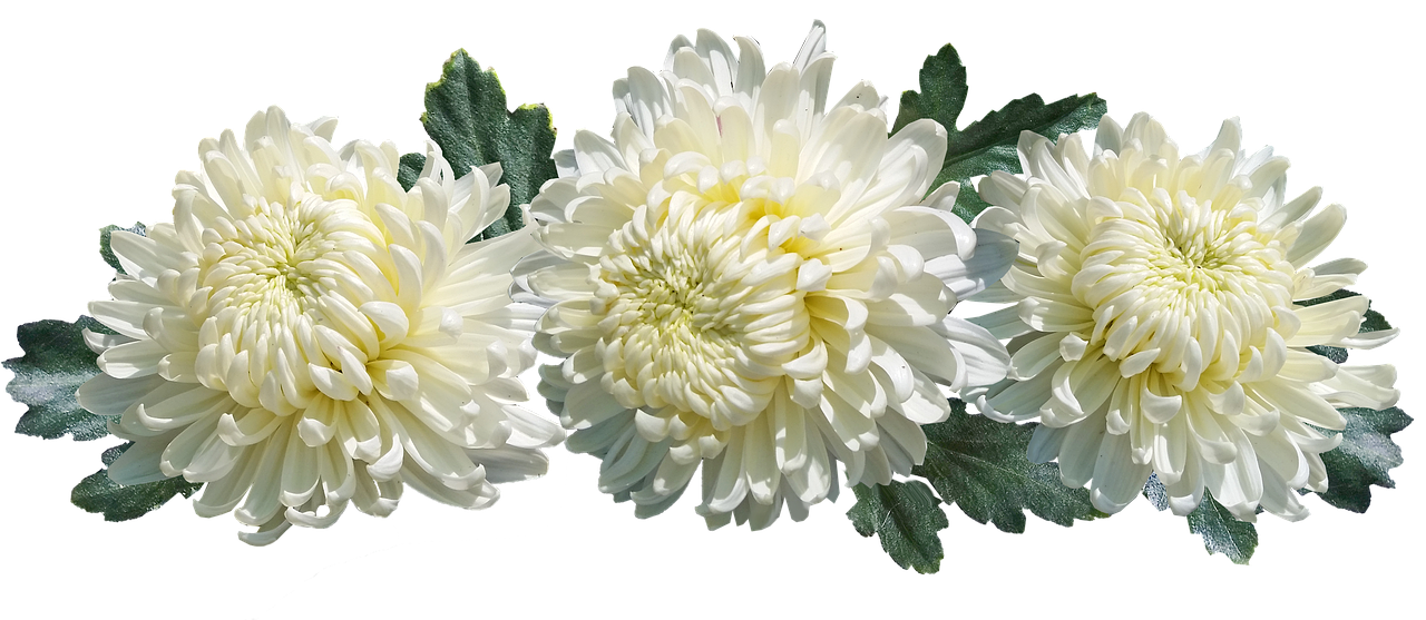 数珠はどこで買うべき 売ってる場所ならココをチェック すぎるーむ